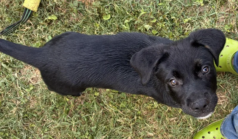 A baby medium-sized male Black Labrador Retriever dog named Bolin for adoption in Albany, NY