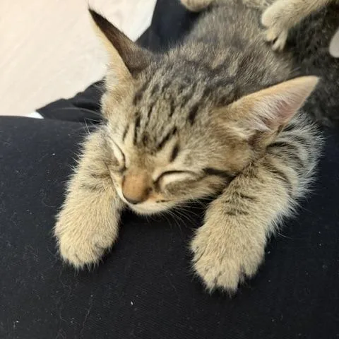A baby small-sized male Brown / Chocolate Domestic Short Hair cat named Iroh for adoption in Upland, CA