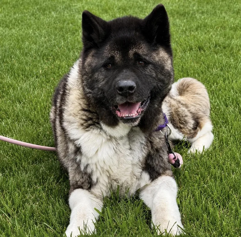 A senior large-sized male Akita dog named Thor for adoption in Syracuse, NY