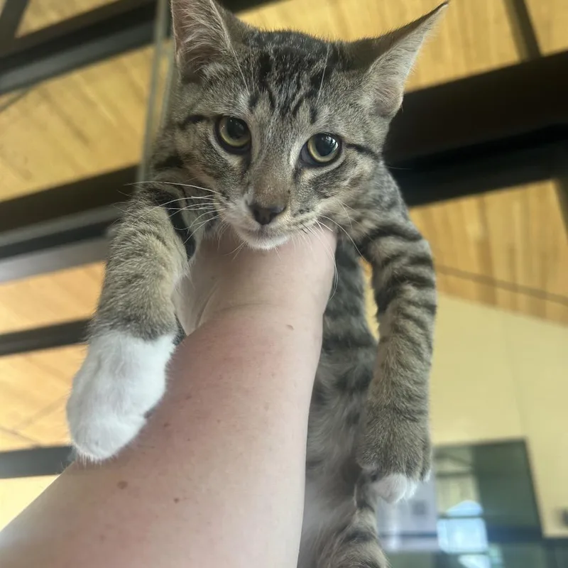 A baby small-sized male Brown / Chocolate Domestic Short Hair cat named Flintstone for adoption in Leander, TX
