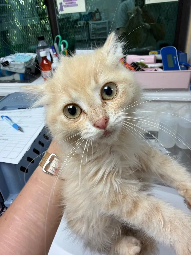 A baby medium-sized female Domestic Short Hair cat named Sriracha for adoption in Pomona, NY