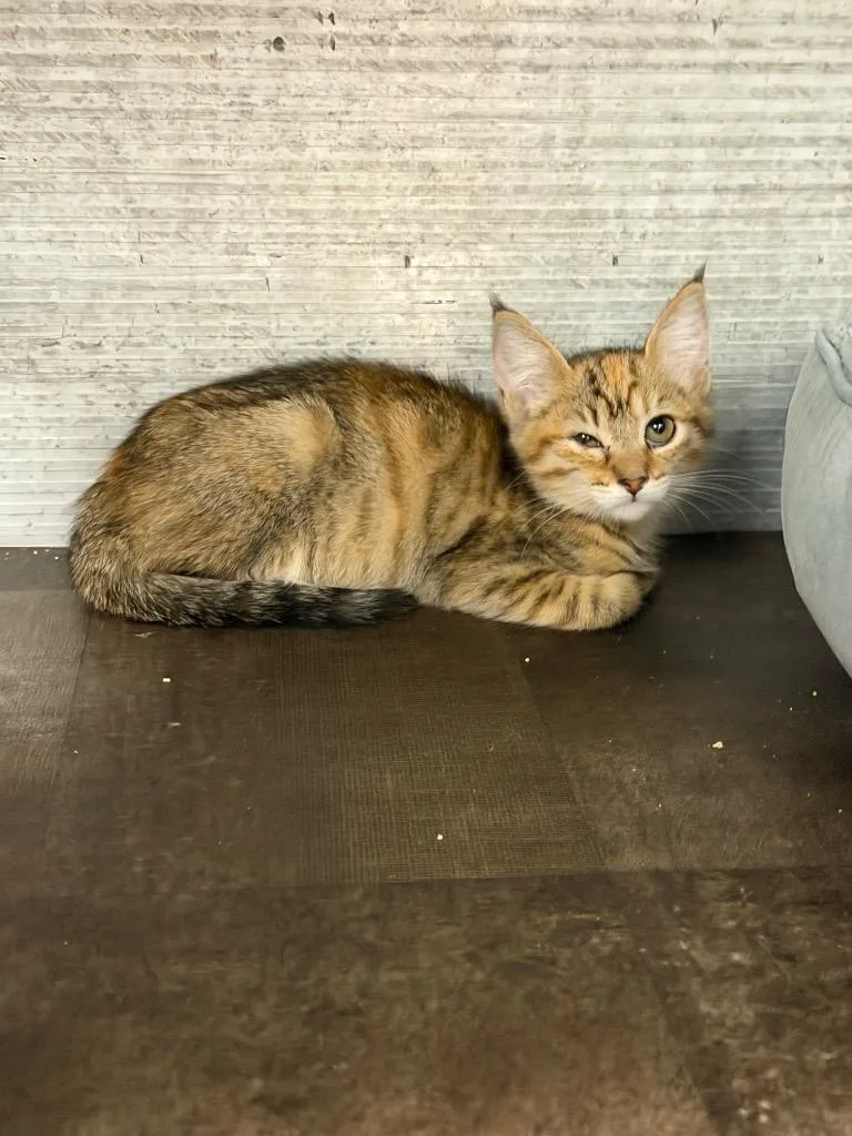 A baby medium-sized female Tabby (Brown / Chocolate) Tabby cat named Stormi for adoption in Mira Loma, CA
