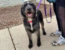A young medium-sized female Gray / Blue / Silver Labradoodle dog named Cheerliee for adoption in Sudbury, MA