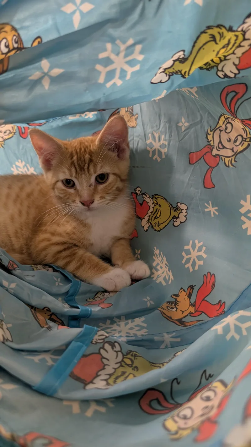 A baby medium-sized male Tabby (Orange / Red) Domestic Short Hair cat named Scotch for adoption in Missoula, MT