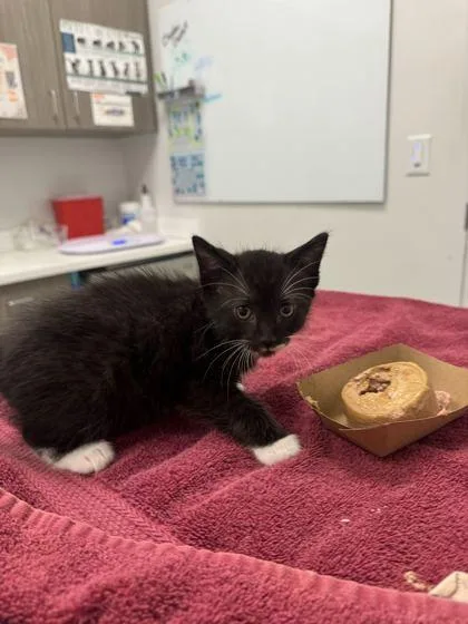 A baby small-sized female Black Domestic Short Hair cat named Bette for adoption in Kansas City, MO
