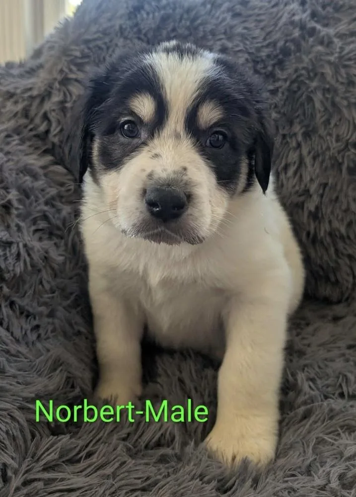 A baby large-sized male Tricolor (Brown, Black, & White) Great Pyrenees dog named Norbert for adoption in Cheektowaga, NY