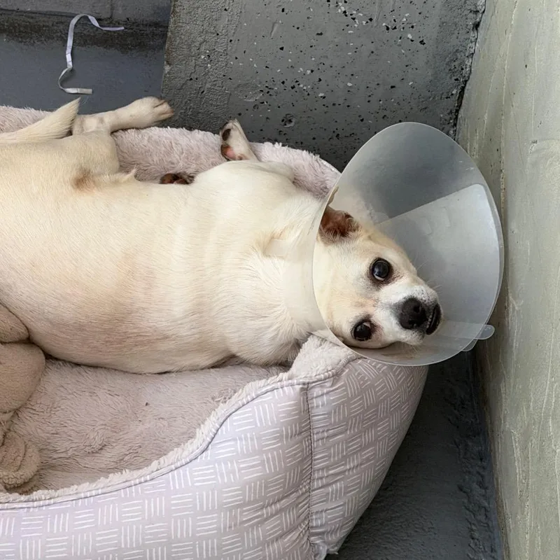 An adult small-sized male White / Cream Chihuahua dog named Burrito for adoption in Blairsville, GA