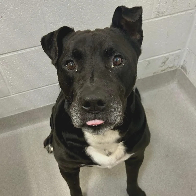 Beef Jerky thumbnail 2