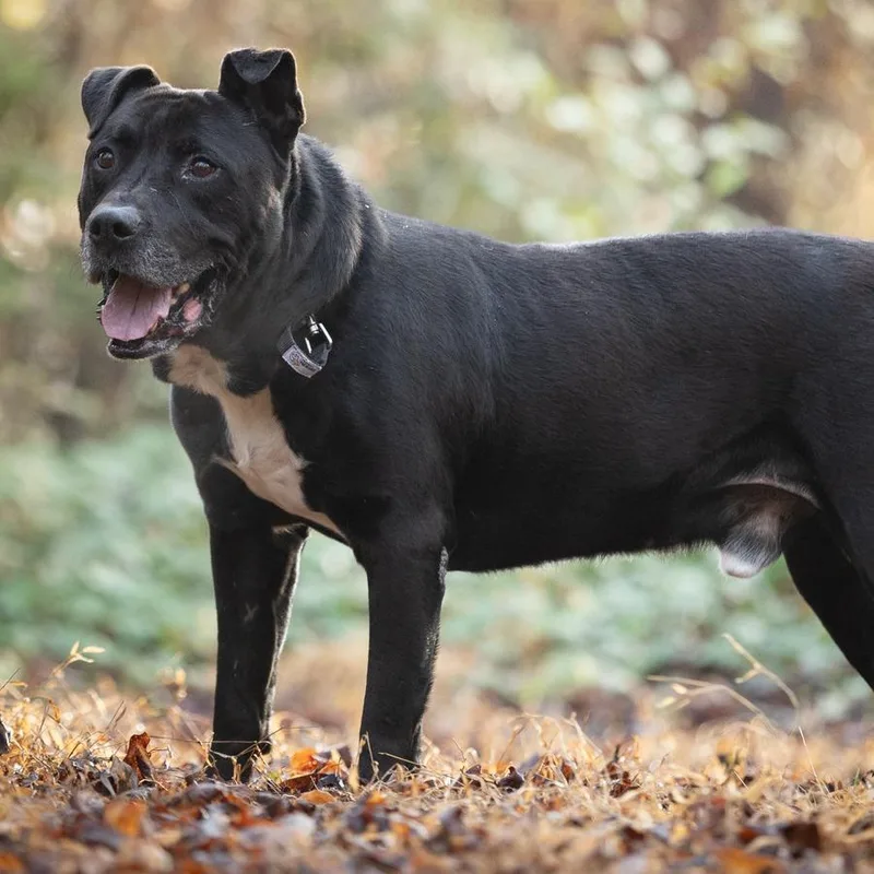 Beef Jerky thumbnail 4