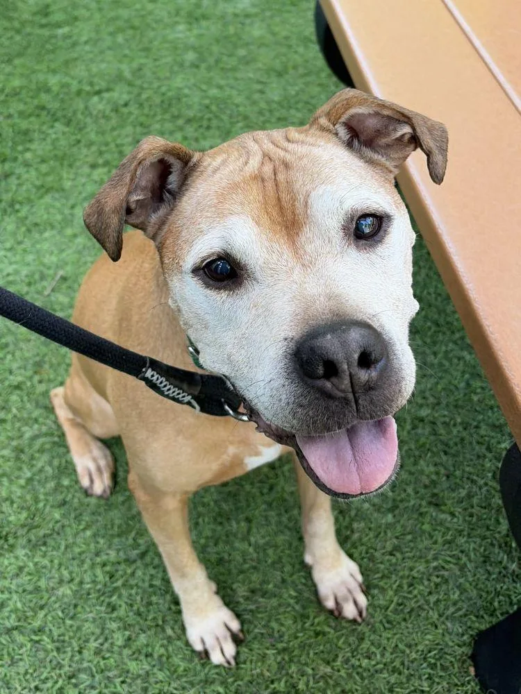 An adult large-sized female Yellow / Tan / Blond / Fawn Mixed Breed dog named Stallings for adoption in Alexandria, VA