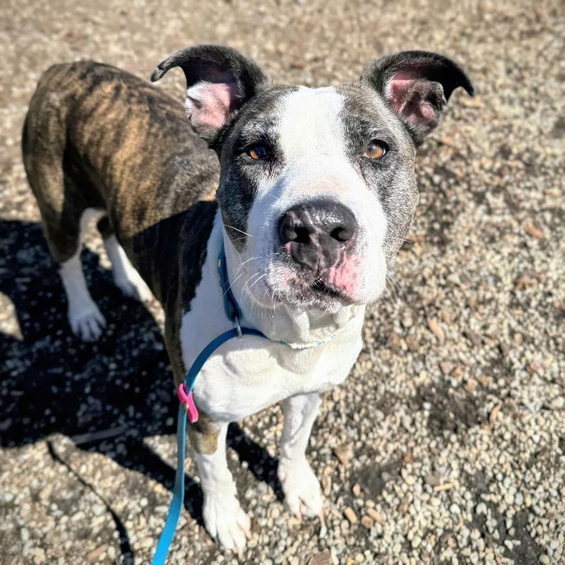 An adult large-sized female Pit Bull Terrier dog named Tulare for adoption in Oakland, CA