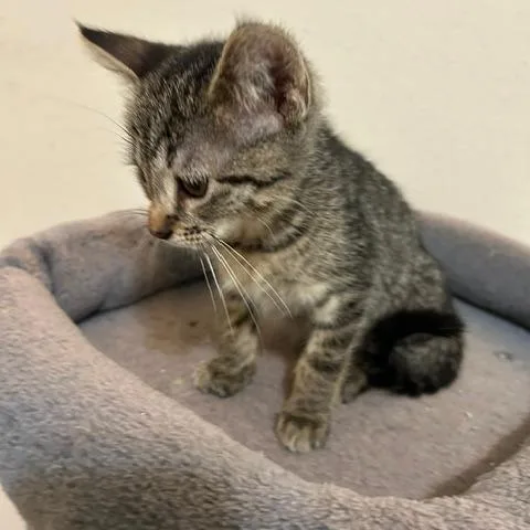 A baby small-sized male Gray / Blue / Silver Domestic Short Hair cat named Chekov for adoption in League City, TX