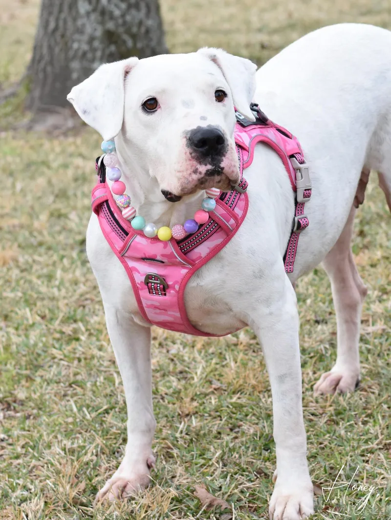 An adult large-sized female American Bulldog dog named Honey for adoption in Conroe, TX