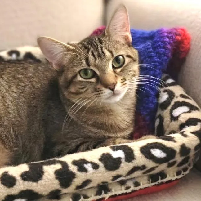 A young medium-sized female Brown / Chocolate Domestic Short Hair cat named Puff for adoption in Chapel Hill, NC