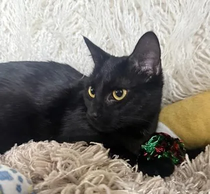 A young small-sized female Domestic Short Hair cat named Twila for adoption in Conway, SC