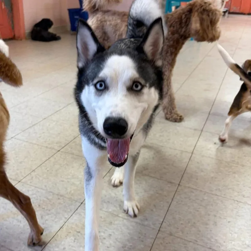 A young medium-sized female Black Husky dog named Storm for adoption in Tacoma, WA