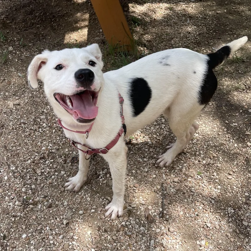 A young medium-sized female White / Cream Terrier dog named Alina for adoption in Bulverde, TX