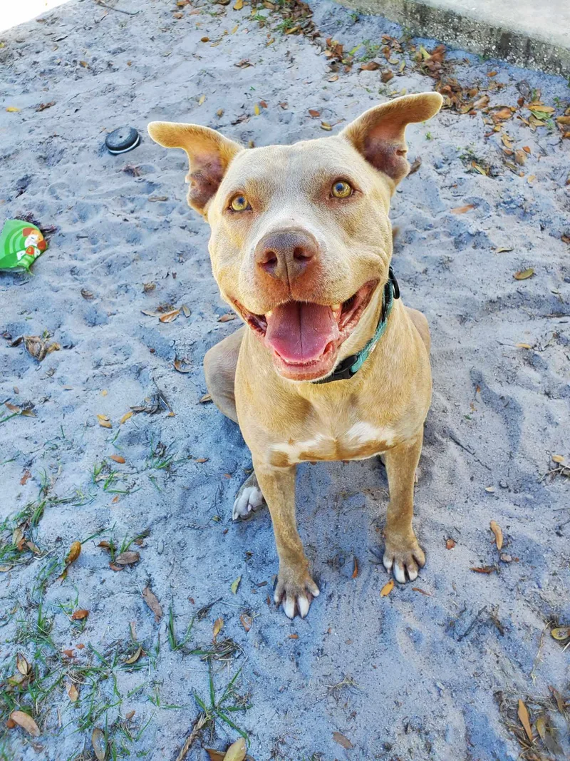 An adult large-sized female Yellow / Tan / Blond / Fawn Terrier dog named Paris for adoption in Umatilla, FL