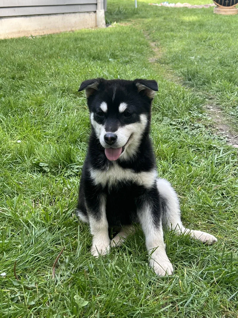 Maple