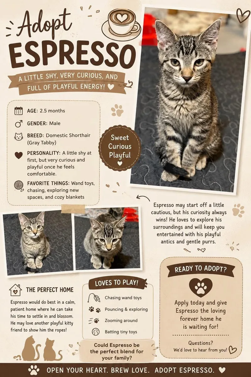 A baby medium-sized male Tabby (Tiger Striped) Domestic Short Hair cat named Espresso for adoption in Whiting, IN
