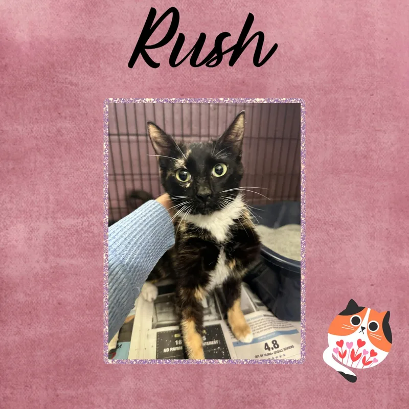 A baby small-sized female Tortoiseshell Domestic Short Hair cat named Rush for adoption in Monticello, IN