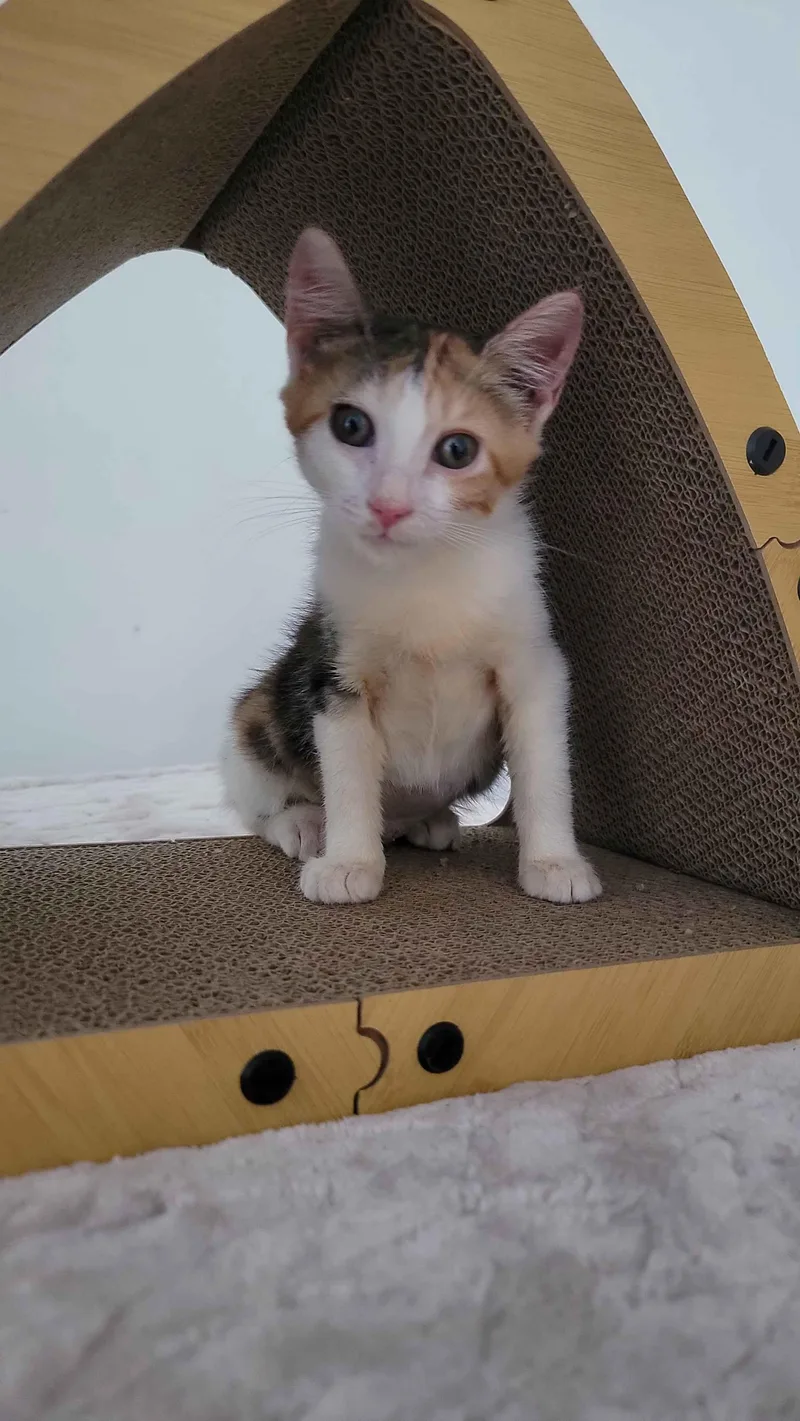 A baby small-sized female Calico American Shorthair cat named Taffeta for adoption in Florham Park, NJ