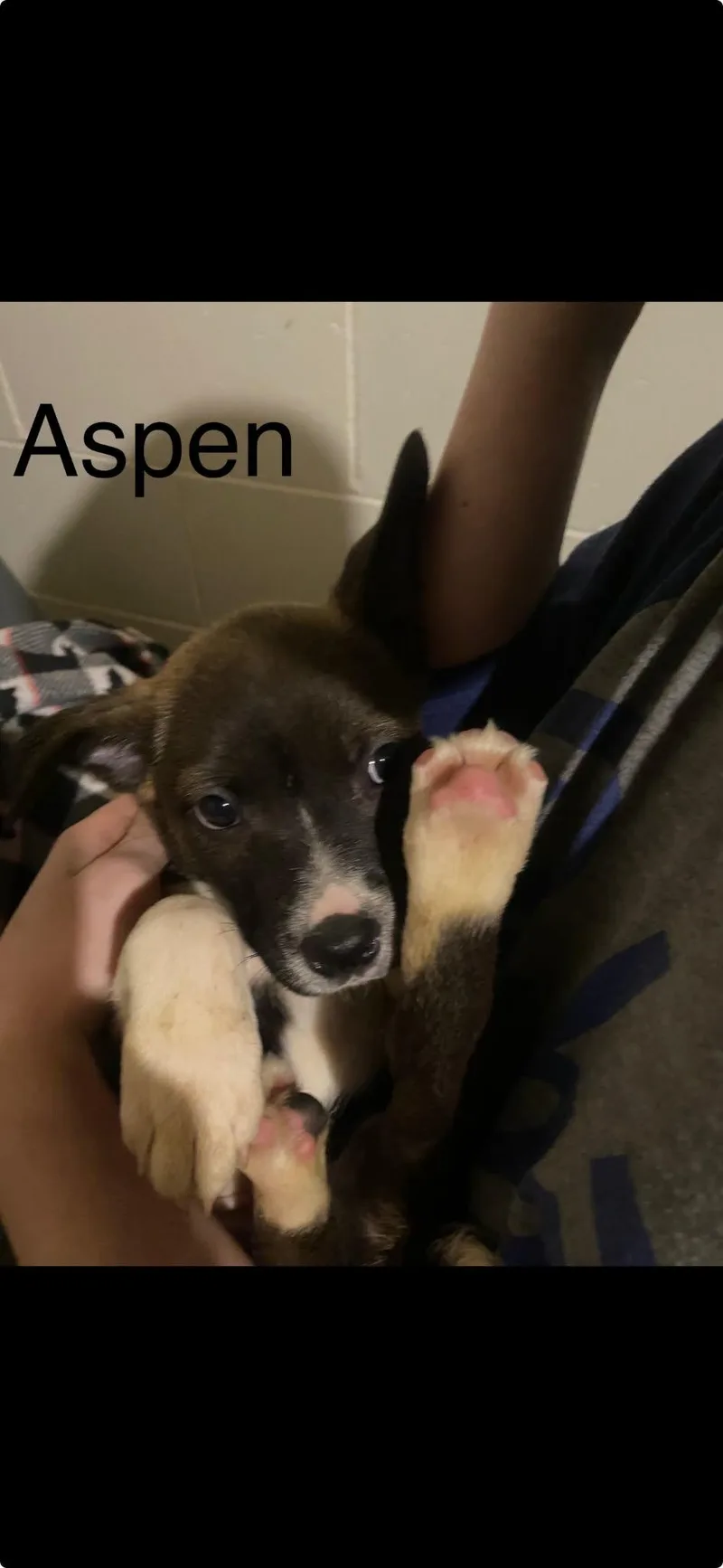 Aspen