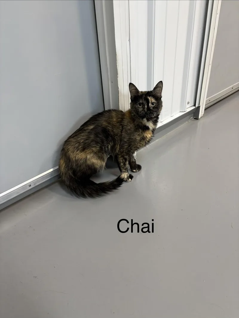Chai thumbnail 2