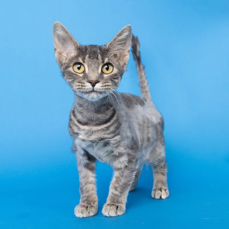 A young small-sized female Domestic Short Hair cat named Buttons for adoption in Franklin, TN
