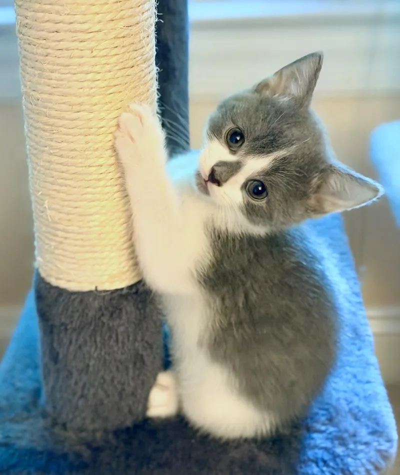 A baby small-sized female Gray & White Domestic Short Hair cat named Guinevere for adoption in Silver Spring, MD