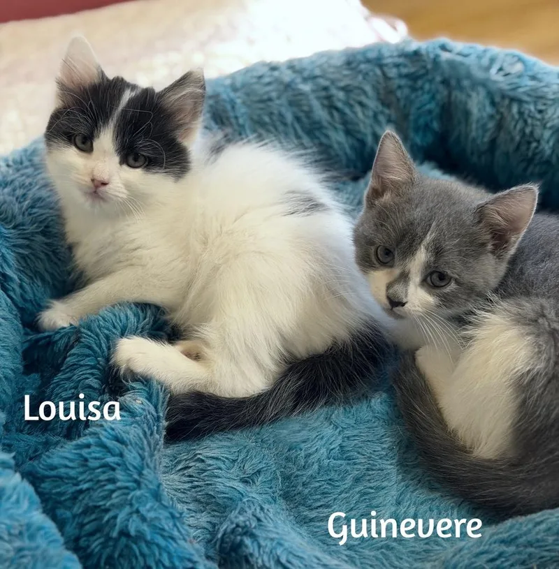 Guinevere thumbnail 3