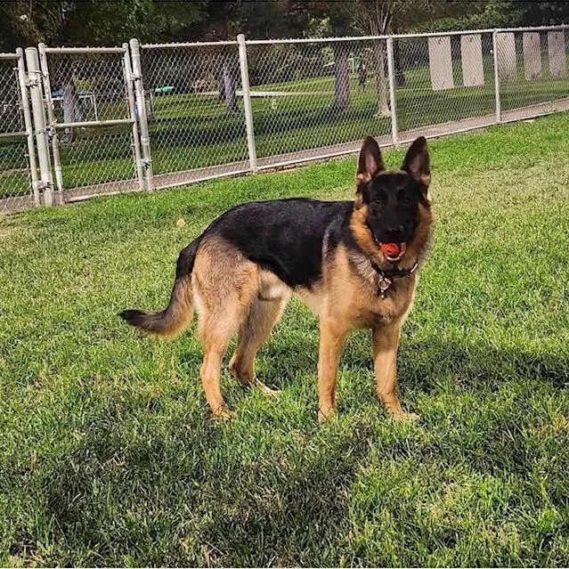 An adult large-sized male German Shepherd Dog dog named Shadow for adoption in North Las Vegas, NV