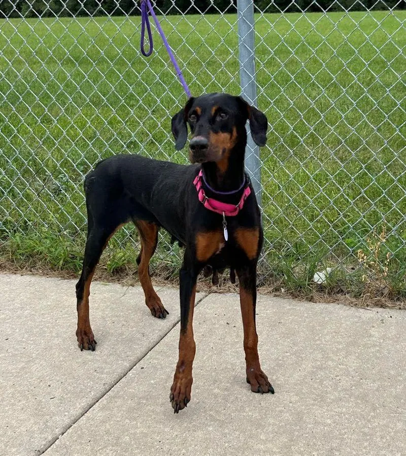 An adult large-sized female Doberman Pinscher dog named Macy for adoption in Barrington, IL