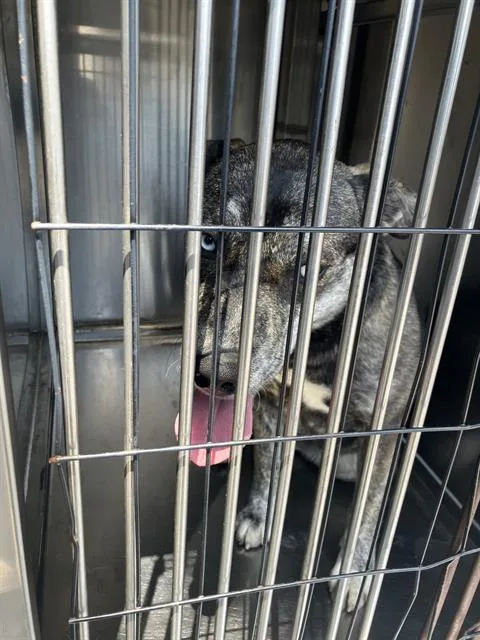 A young large-sized female Mixed Breed dog named Jill for adoption in Dallas, TX