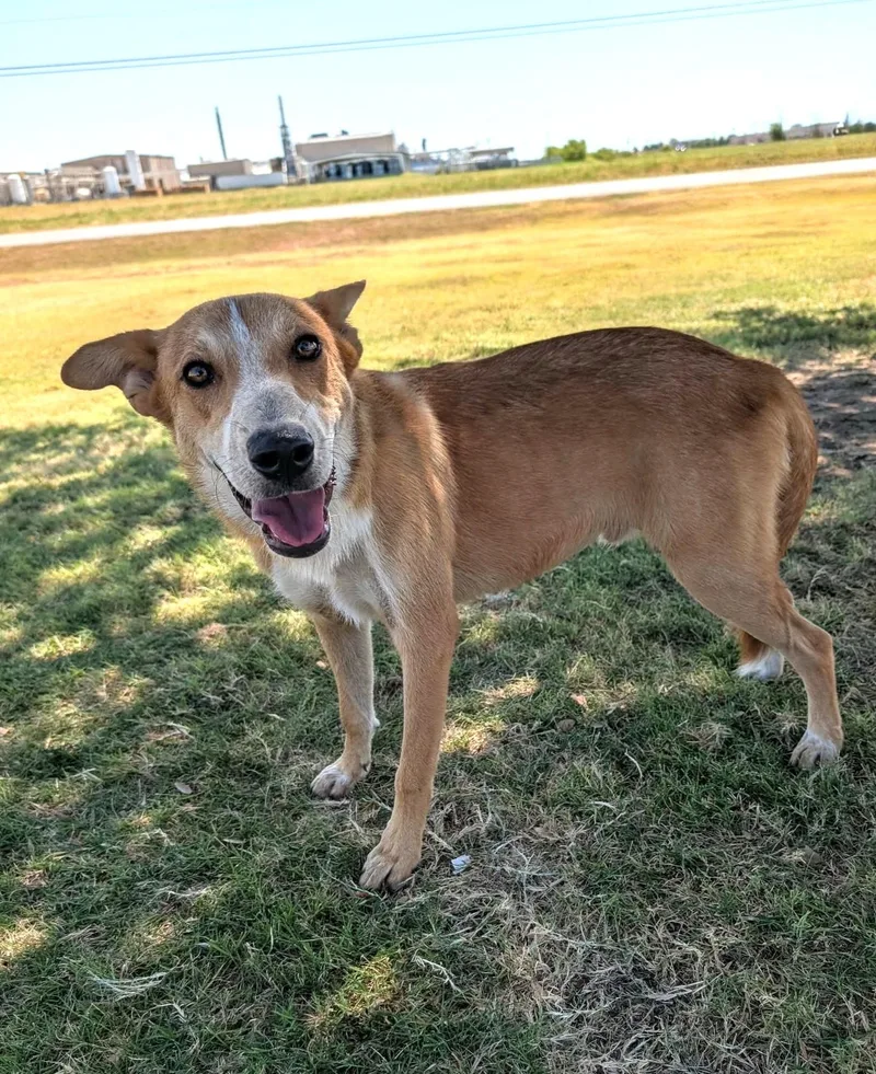 A young medium-sized male Red / Chestnut / Orange Australian Cattle Dog / Blue Heeler dog named Dunn for adoption in Cleburne, TX