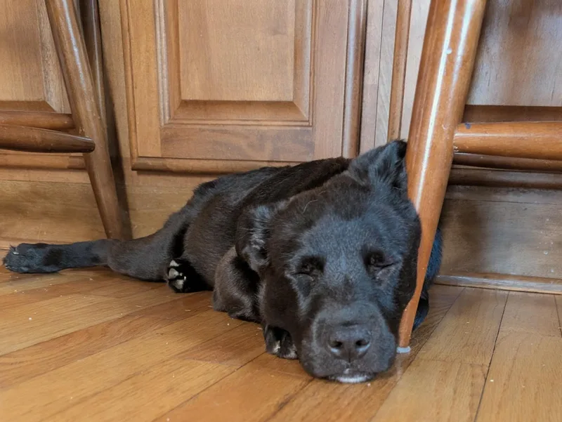 A baby medium-sized male Flat-Coated Retriever dog named Francisco for adoption in Albany, NY