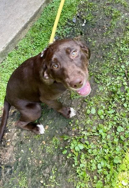 A baby large-sized female Mixed Breed dog named Fairchild for adoption in Covington, LA