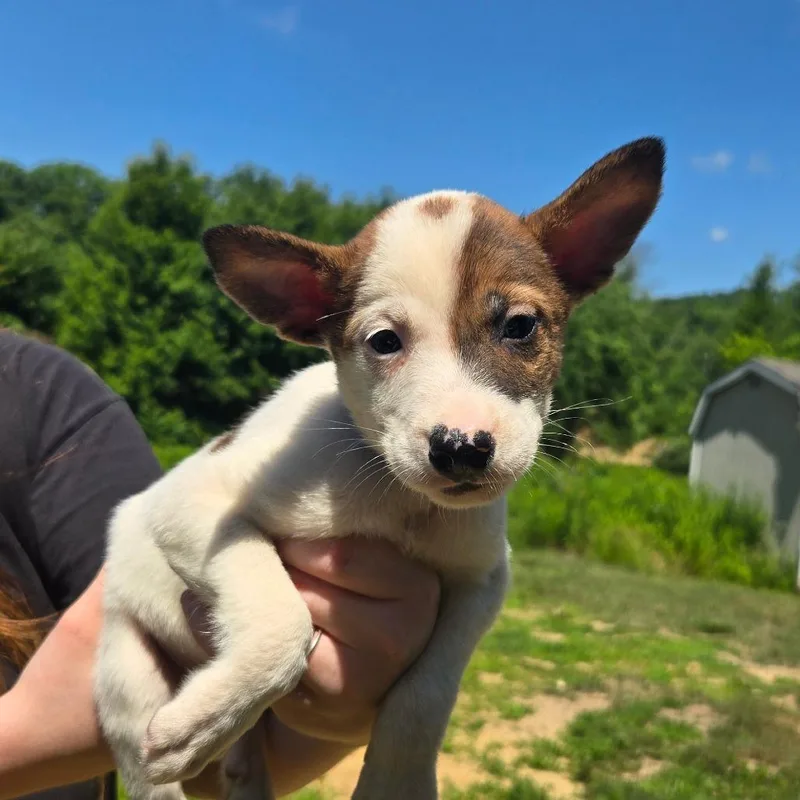 A baby medium-sized male White / Cream Mixed Breed dog named CT Venezuela for adoption in Stormville, NY