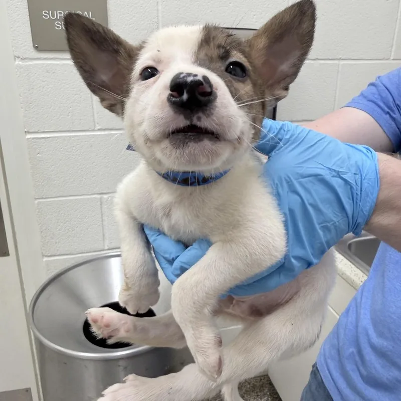 CT Venezuela thumbnail 2