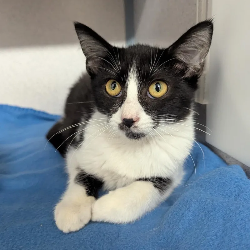 A baby small-sized female Black Domestic Short Hair cat named Ribeye for adoption in Evansville, IN
