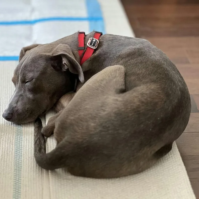 A young medium-sized female Gray / Blue / Silver Retriever dog named Ruby for adoption in Brooklyn, NY