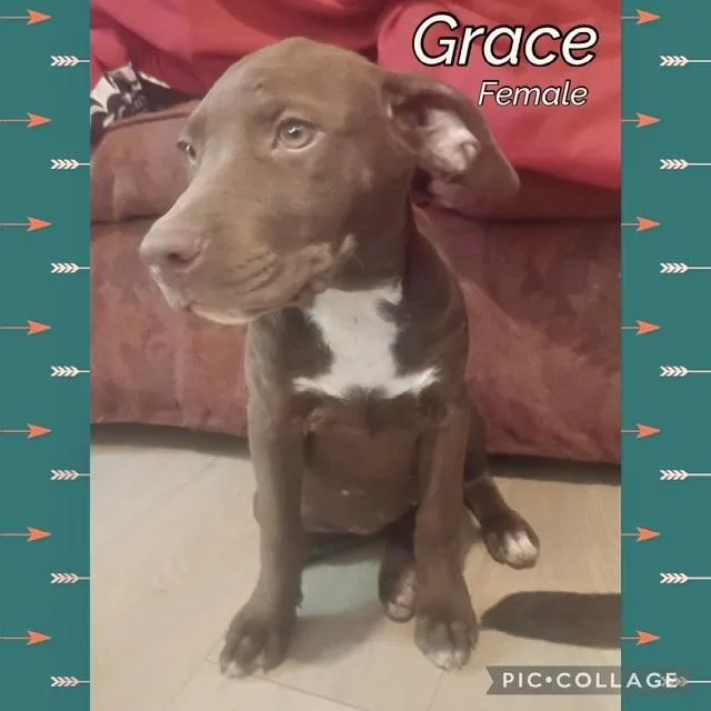 A baby medium-sized female Labrador Retriever dog named Grace for adoption in Manchester, CT