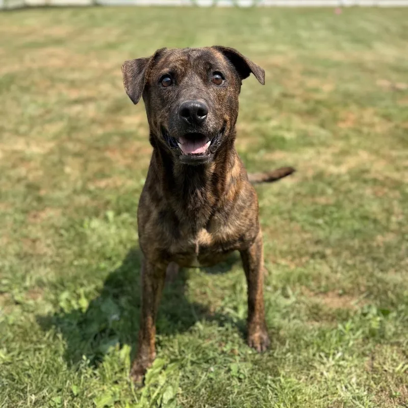 An adult medium-sized male Brown / Chocolate Mixed Breed dog named Leo for adoption in Ashtabula, OH