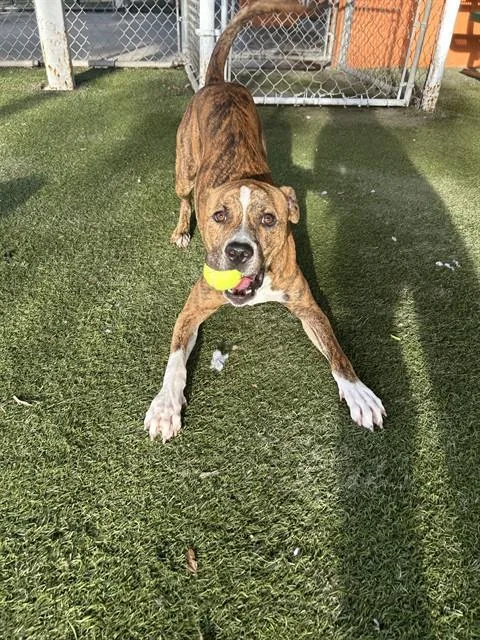 A young large-sized male Terrier dog named Randy for adoption in Miami, FL