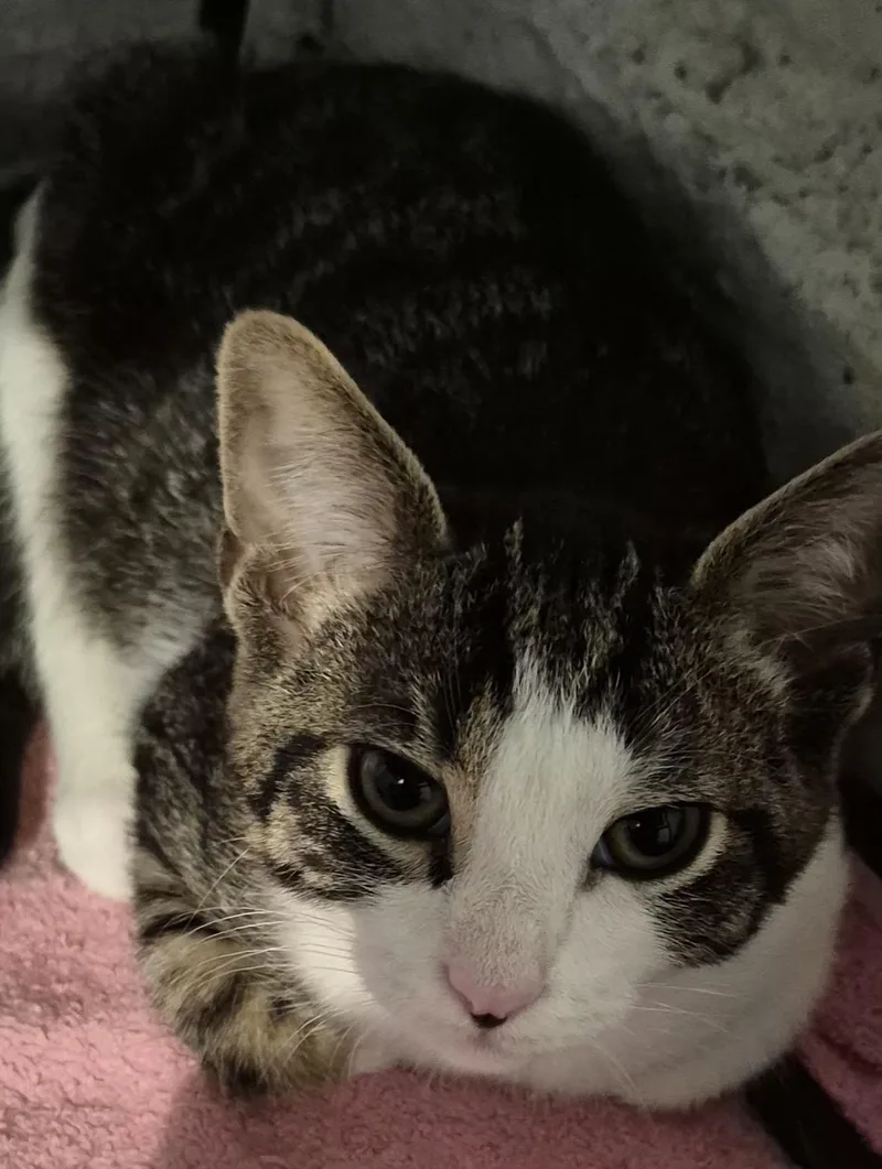 A baby small-sized male Tabby (Brown / Chocolate) Domestic Short Hair cat named Malik for adoption in Pittsburgh, PA