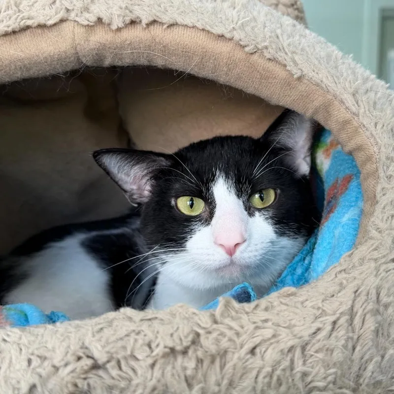 A young small-sized male Domestic Short Hair cat named Herm for adoption in State College, PA