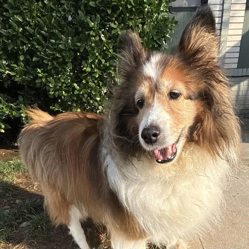 A senior small-sized female Sable Shetland Sheepdog / Sheltie dog named Hayley for adoption in Rock Hill, SC