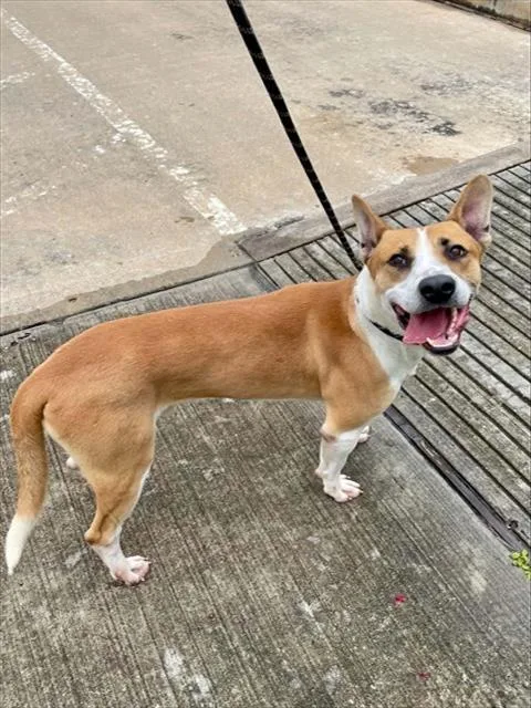 An adult medium-sized male Pit Bull Terrier dog named Dr Doofenshmirtz for adoption in Pasadena, TX