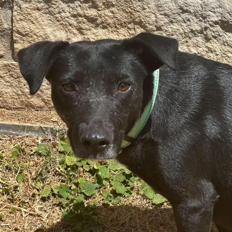 A young medium-sized female Black Terrier dog named Cherry for adoption in Marshall, TX