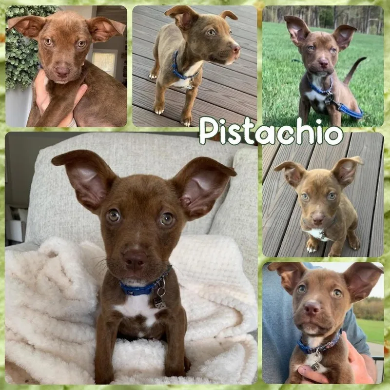 Pistachio